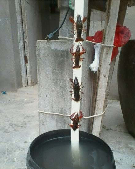 小龙虾集体排队逃跑，再不跑一会该上桌了