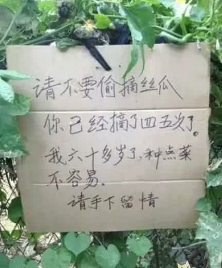 请不要偷摘丝瓜，我六十多岁种点菜也不容易