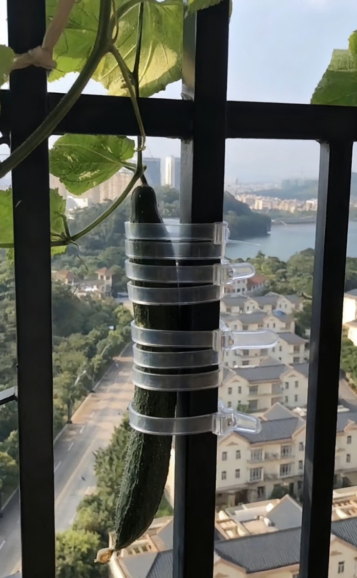 阳台上种黄瓜，为了防台风吹掉，特意用胶布緾起来