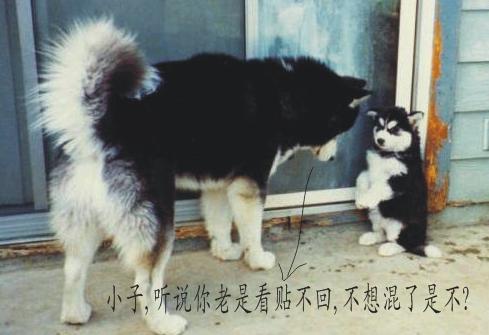 看帖不回，是不是不想混了