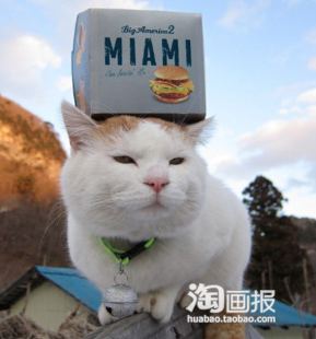 头上放个盒子，很淡定的白猫