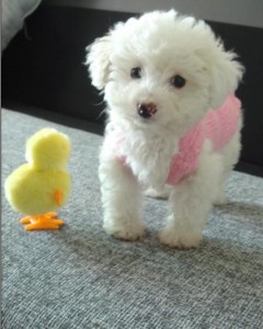 可爱的小狗与玩具小鸭