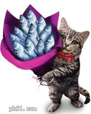 小猫献殷勤，没有鲜花只有鱼送