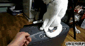 猫猫摸主人的手指头