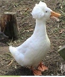 小鸭很帅的发型
