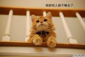 猫咪围观，群的人都去哪了