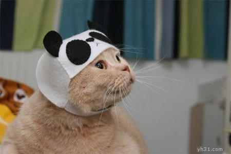 给小猫做的可爱帽子