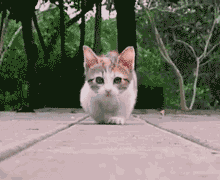 萌猫向你跑过来