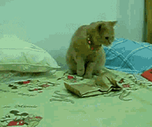 突然会动的东西把猫咪吓得跳起来
