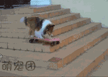 用滑板下台阶的神狗