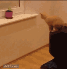 笨猫跳跃摔跟头