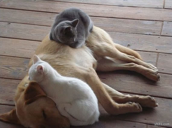 狗狗的脾气真好，让猫咪尽情在身上爬