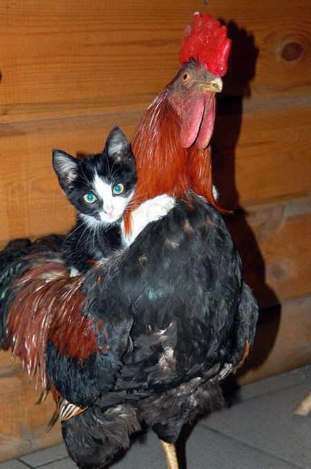 小猫爬到大公鸡背上