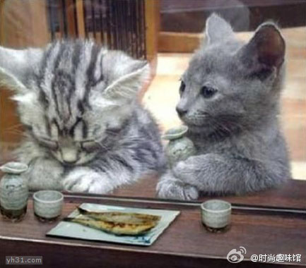 喝着小酒吃着鱼肉，猫咪的快乐人生