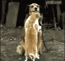 狗狗与猫咪玩亲密