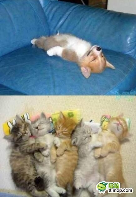 猫咪们的睡姿