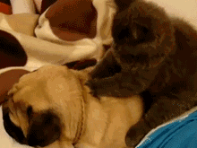 黑猫给沙皮狗按摩背部