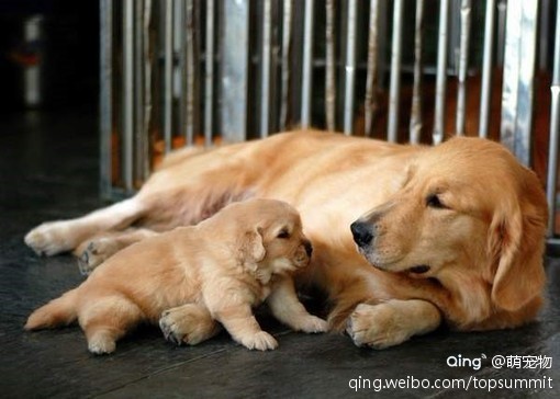 狗狗间的母子情深