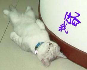 直直晕倒在墙边的小猫
