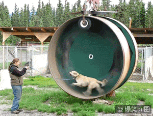 让狗不停狂奔的方法