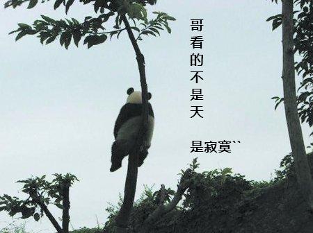 坐在树上发呆的大熊猫