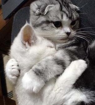 大猫把小猫抱在怀抱里