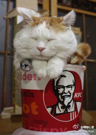 大猫爬在肯德基杯子里