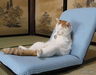 猫咪坐在椅子上睡觉
