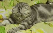 猫咪爬着打磕睡