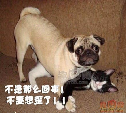 狗狗把小猫按倒在地上