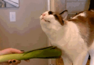 用大葱给小猫挠痒，舒服啊
