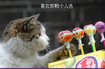 小猫犹豫的选糖吃