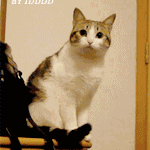 站在椅子上张望的猫咪