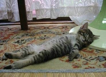 直直仰天睡觉的大猫