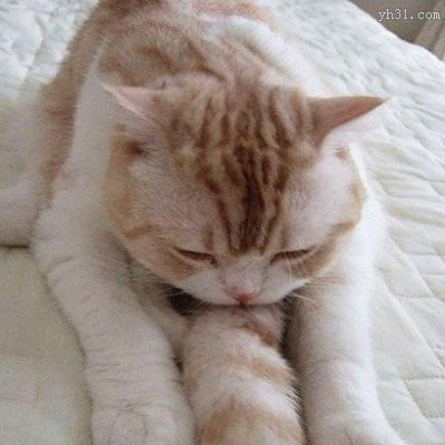 猫咪爬在自己的尾巴上