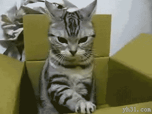 竖起耳朵玩纸箱的小猫
