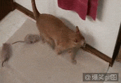 猫猫带着小狗到处瞎逛