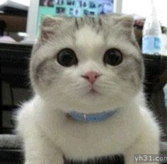 可爱帅气的小猫