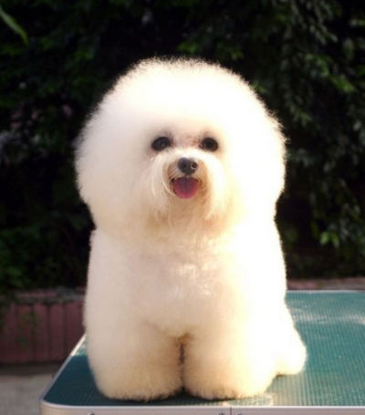 白绒绒如棉花糖的比熊犬