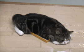 爬在地上不停摆尾巴的猫咪