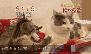 猫咪打架，暴揍一顿