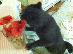 偷吃西瓜的黑猫