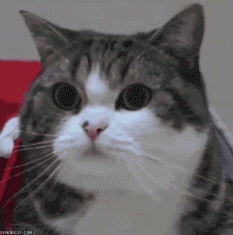 眨眼睛的个性猫猫