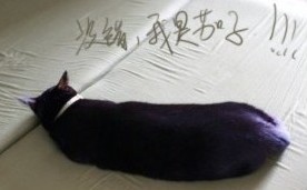 没错，我是茄子
