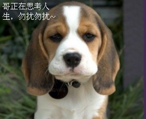 思考人生的狗狗，勿扰勿扰