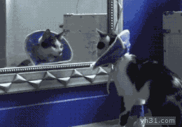 猫咪被镜子里面的自己吓坏