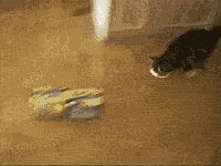 调皮的猫咪一头钻进筒子里