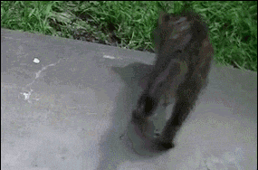 这只猫是不小心呢还是有点笨哦