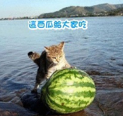 捡到一个大西瓜，送给大家吃