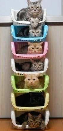猫咪也住“楼房”